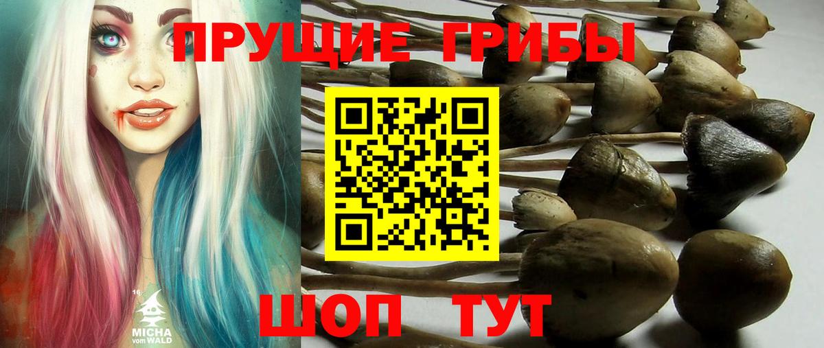 Петропавловск-Камчатский  Псилоцибиновые грибы GOLDEN TEACHER  Вход с VPN 